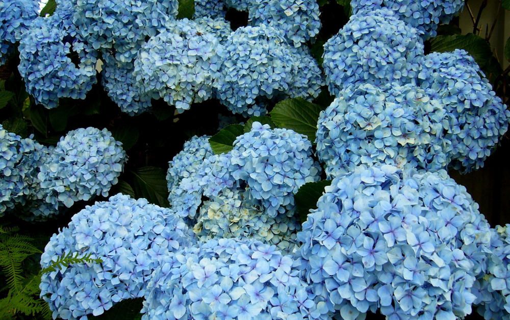 Blue hydrangea, cold cash divine / Cashmere, cologne.. – Old Money