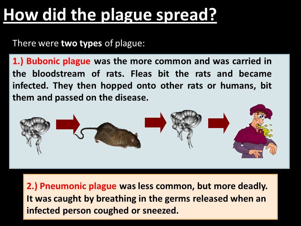 Ooh, Fleas on rats (X5) Black Death Meaning