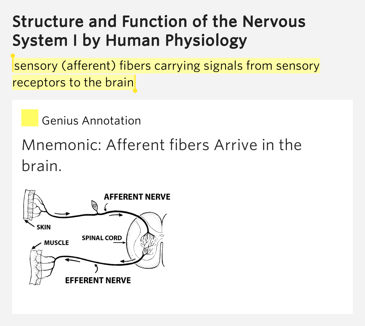 Sensory (afferent) fibers carrying signals from sensory receptors to