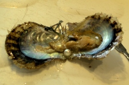 the oyster and the pearl play Comments for found pearls in oysters i'd like to go play the lottery, i found a pearl in an oyster when i was a waitress in the late 80's,. the oyster and the pearl play Comments for found pearls in oysters i'd like to go play the lottery, i found a pearl in an oyster when i was a waitress in the late 80's,.