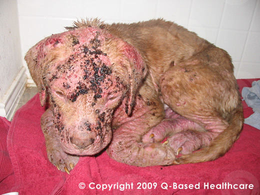 How To Get Rid Of Cheyletiella Mites On Dogs How To Get Rid Of Cheyletiella Mites On Dogs