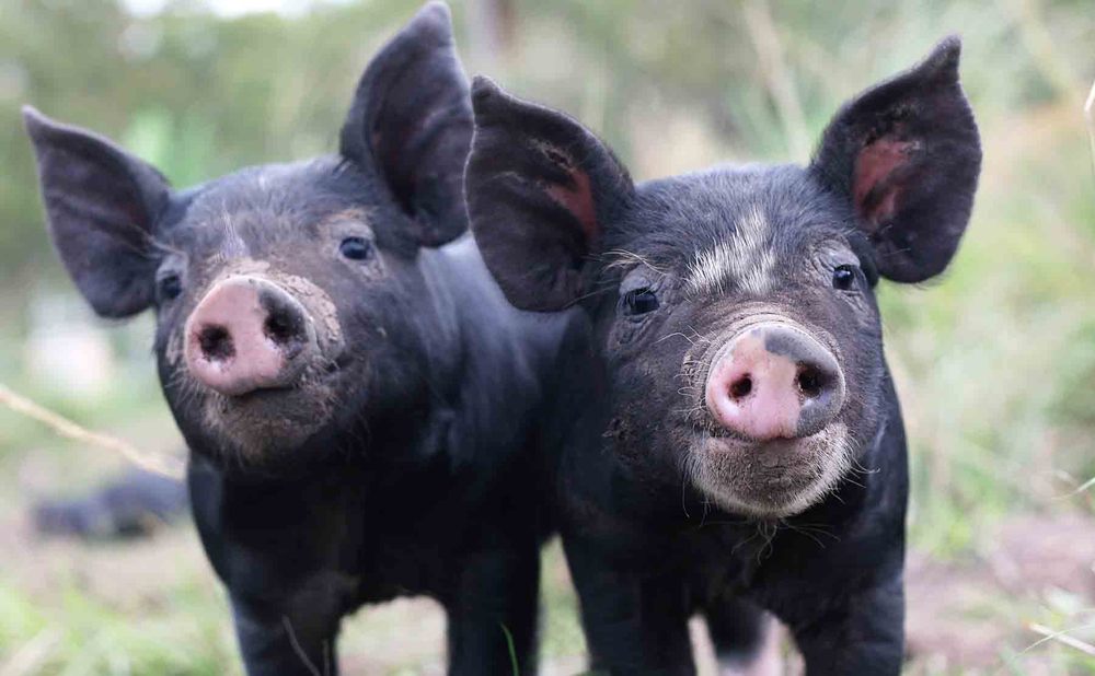 Berkshire Animal Farm Chapter 2 Meaning