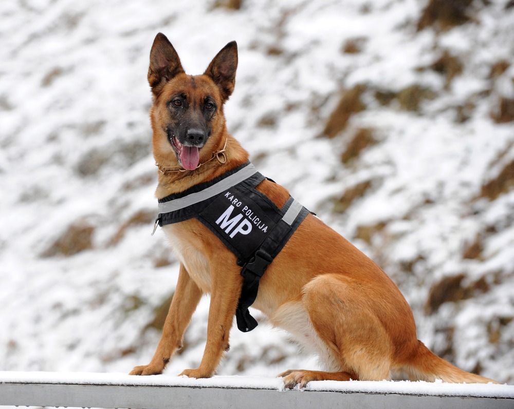 How Soon Can Dogs Get Fixed How Soon Can Dogs Get Fixed