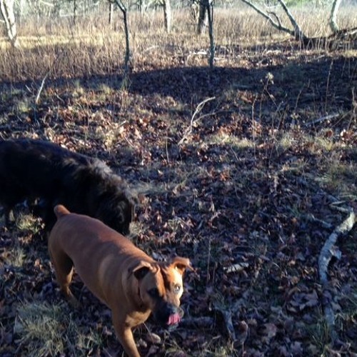 93FEETOFSMOKE I GOT A BAG OF CRUSHED DREAMS LIKE WHT U NEEDIN MANE