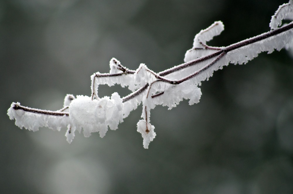 Edna St. Vincent Millay Not So Far as the Forest Genius