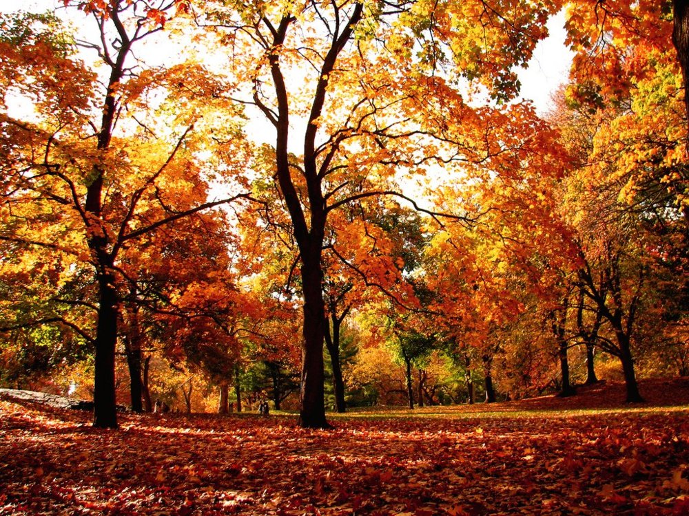 Sea Wolf The Garden That You Planted Lyrics Genius Lyrics