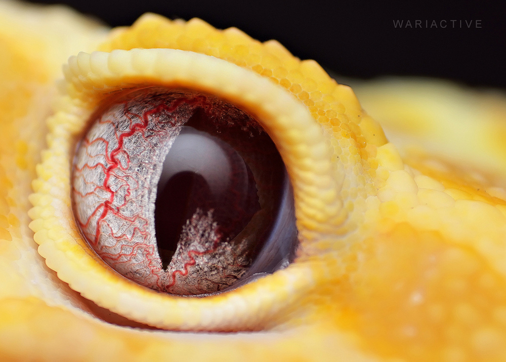 Глаз рептилии. Глаза змеи это. Зрачок змеи. Змеиный глаз эублефар. Глаз рептилии.