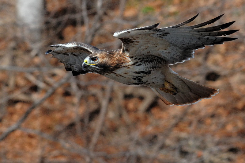 Ted Hughes Hawk Roosting Genius