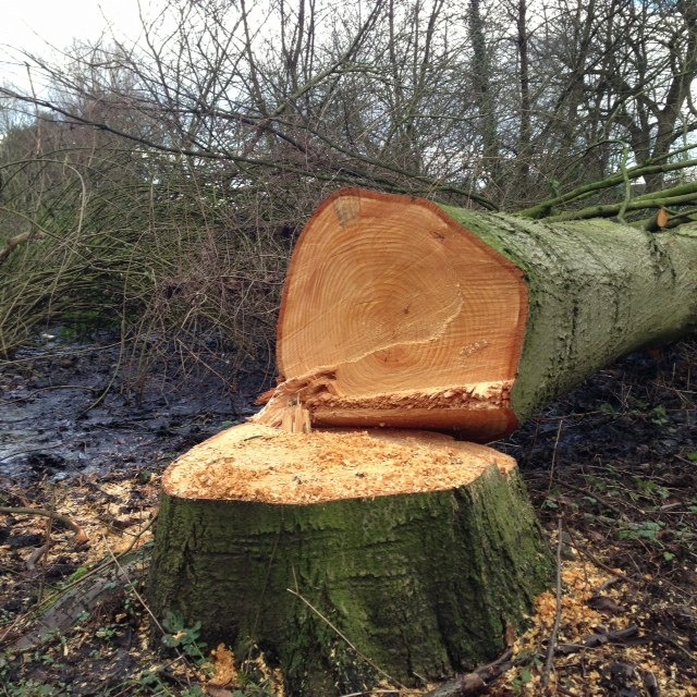 Thomas Hardy Throwing a Tree Genius