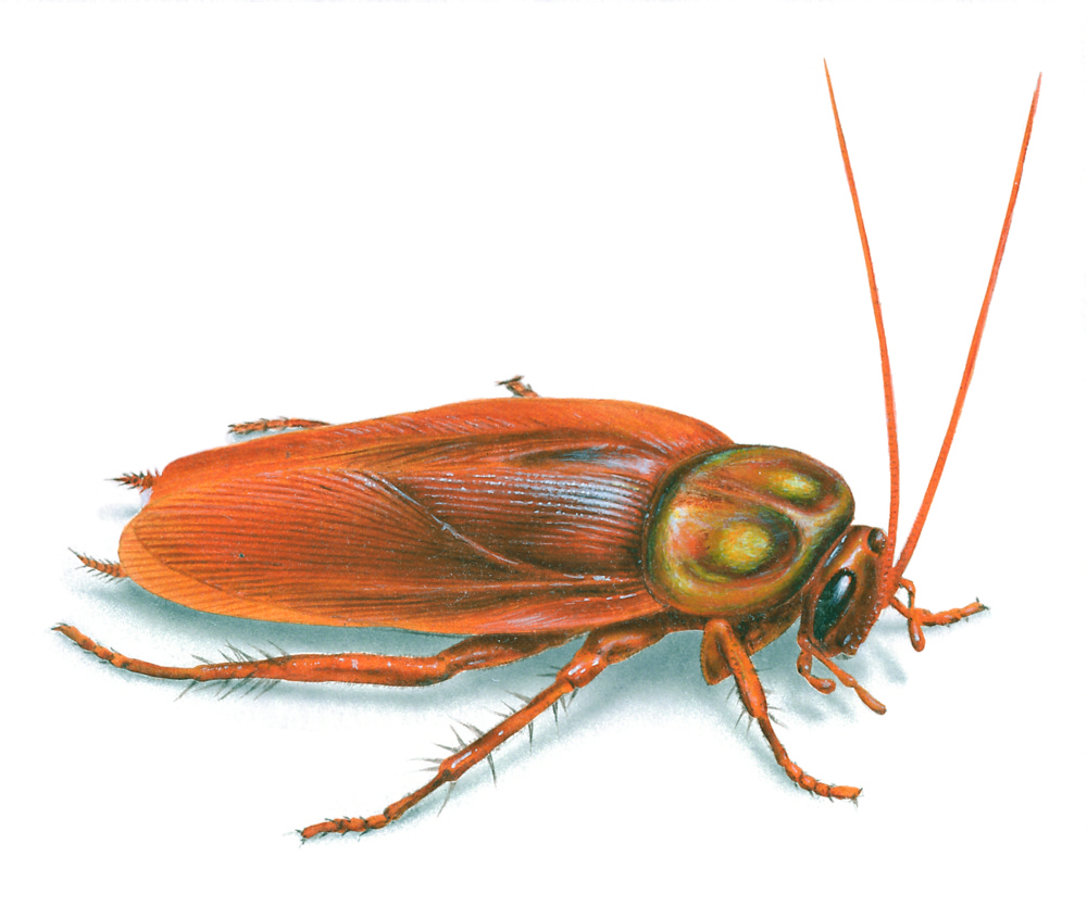Haken Cockroach King Lyrics Genius Lyrics