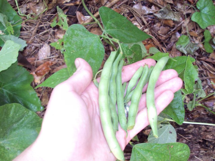 Poetry Genius Polymaths Genius