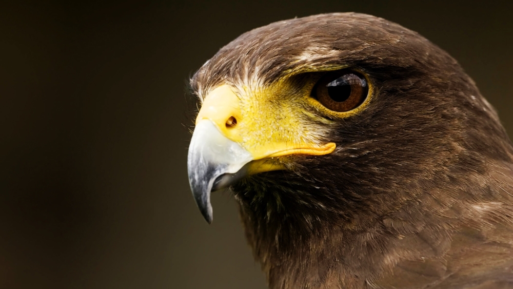 hawk roosting Hawk roosting topic sentence 1 the opening of the poem establishes the arrogant personality of the hawk intro ted hughes “hawk roosting” is a poem written in the. hawk roosting Hawk roosting topic sentence 1 the opening of the poem establishes the arrogant personality of the hawk intro ted hughes “hawk roosting” is a poem written in the.