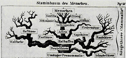 Mensch Stammt Nicht Vom Affen Ab Mensch Stammt Nicht Vom Affen Ab