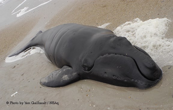 Herman Melville MobyDick (Chap. 75 The Right Whale�s