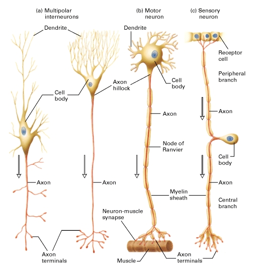 nervous system functions and structures