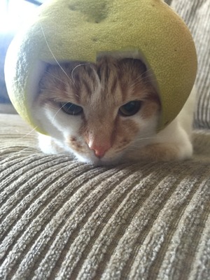Genius profile picture for @jammed