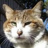 Genius profile picture for @phew