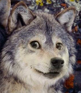 Genius profile picture for @DeltaS
