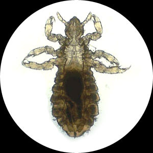 Genius profile picture for @lice