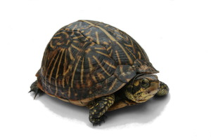 Genius profile picture for @turtleneck