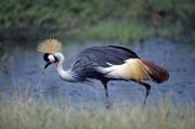 Genius profile picture for @Uganda