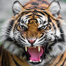 Genius profile picture for @Narasimha