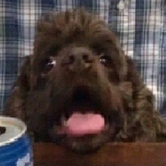 Genius profile picture for @reefs