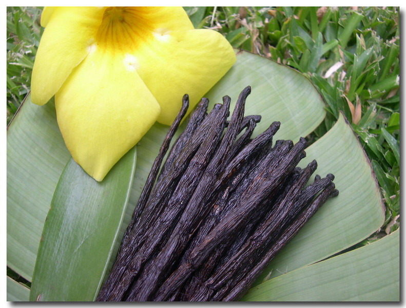 орхидея лиана ваниль. откуда ваниль. откуда ваниль. ваниль характеристика пряности. орхидея ванилла планифолия.