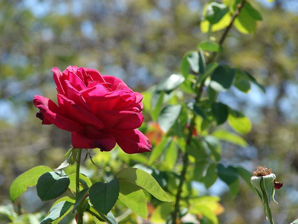 Louis Aragon – La Rose et le Réséda | Genius