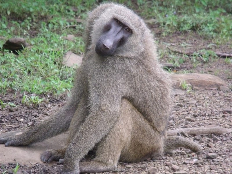 Baboon animal photo