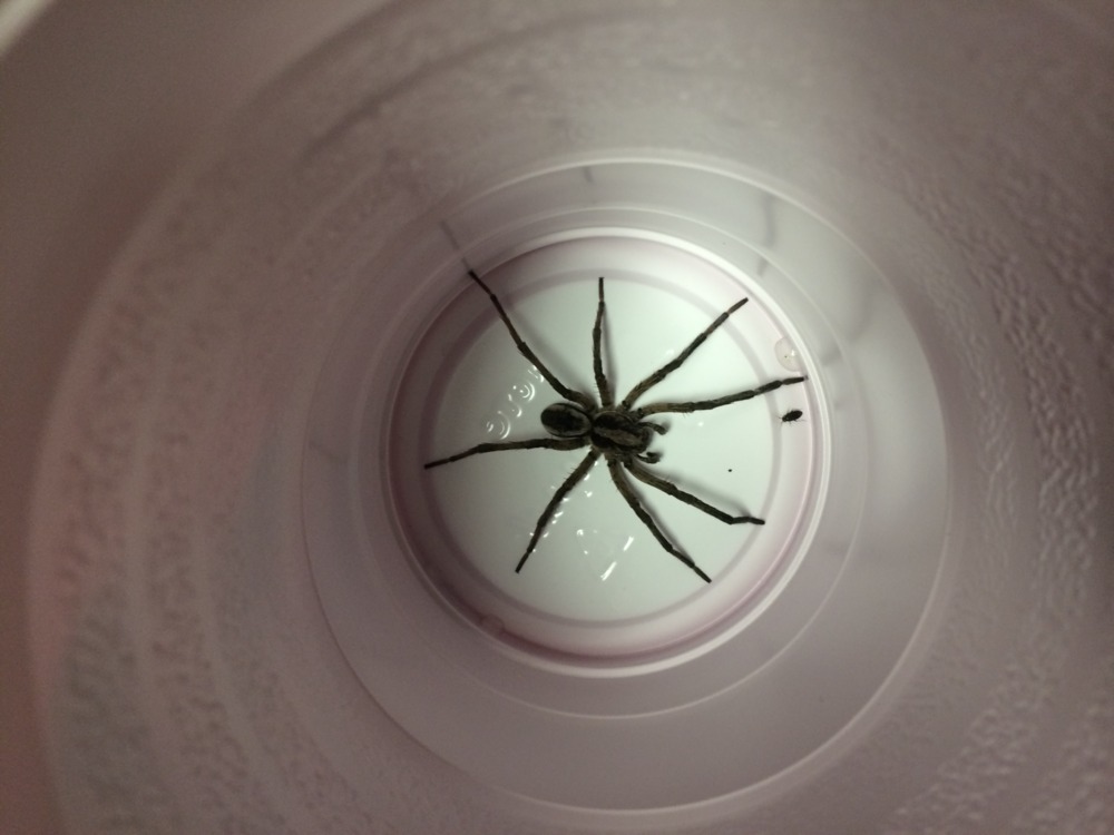 The Uncluded Boomerang Lyrics Genius Lyrics