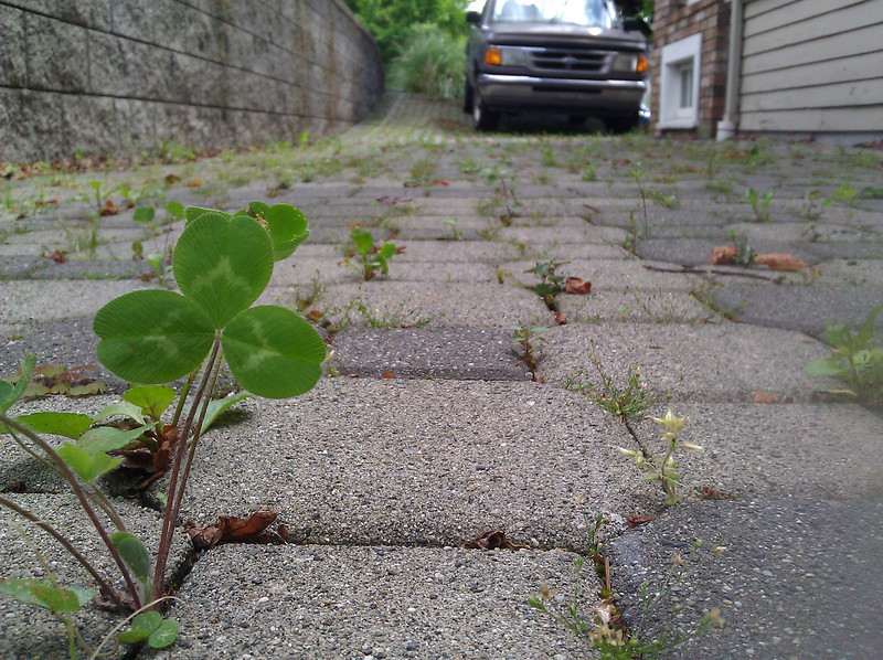 Sylvia Plath Mushrooms Genius